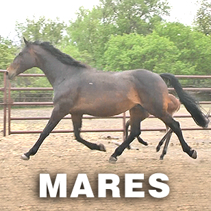 Mares