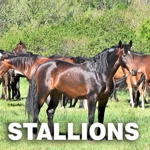 Stallions